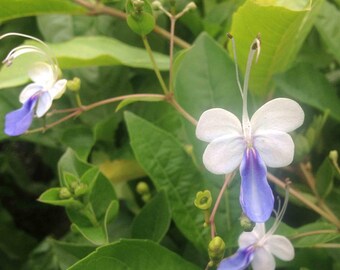 Live Blue Butterfly Bush Shrub - 8-10"  Tall Prefinished Plant for Patio Garden