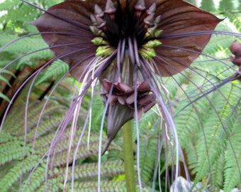 BLACK BAT Flower Tacca chantrieri Live Plant Unusual Indoor Deep Shade Bloom Rare Collector Rooted Growing