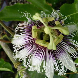 Possum Purple Passion Flower Fruit Vine Live Plant Passiflora edulis Starter Size