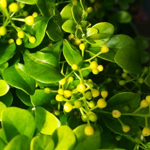 CHINESE PERFUME Bush Live Plant Tree  Rare Fragrant Tropical Unusual Yellow Bloom Starter Size