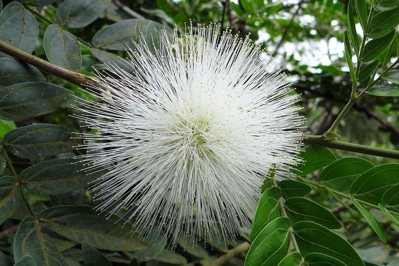 POWDER PUFF WHITE Tree Live Plant Calliandra Haematocephylla Etsy