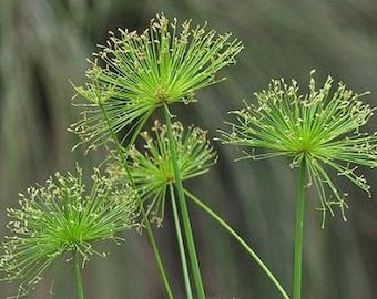 Dwarf Egyptian Papyrus Non Invasive Cyperus isocladus Bog Water Garden Starter Plant