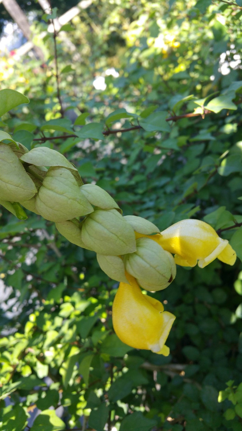 PARROTS BEAK Gmelina philippensis Unique Rare Tropical Green Yellow Flowering Live Shrub Tree Plant Starter Size 4 Inch Pot Emerald R image 4