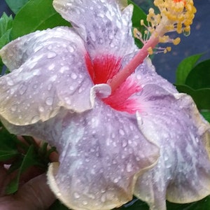 SEA SPRAY Hibiscus Tropical Live Plant Extra Large Exotic Fancy Single White Lavender Pink Flowe