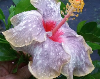 SEA SPRAY Hibiscus Tropical Live Plant Extra Large Exotic Fancy Single White Lavender Pink Flowe