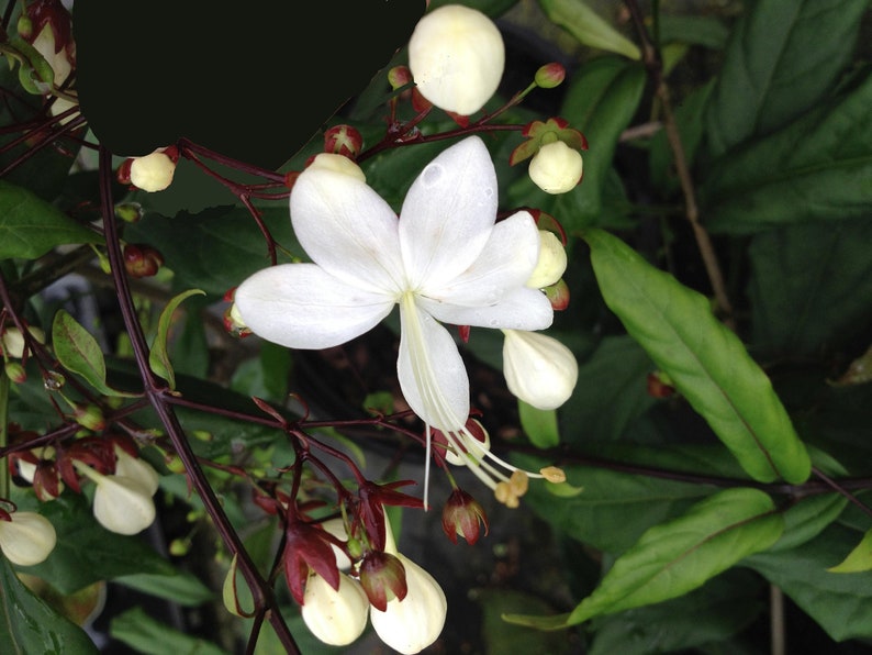 Clerodendrum Smithianum LIGHT BULBS Tropical Live Plant Chains of Glory Unusual White Flowers image 3