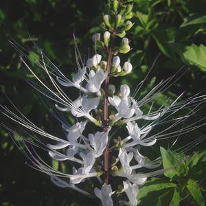 WHITE Cat Whiskers Live Perennial Plant Orthosiphon Java Tea Starter