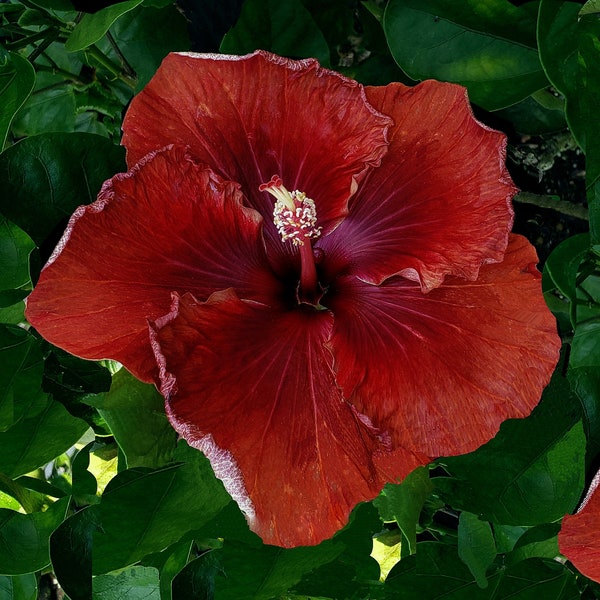 Hibiscus Live Tropical Plant Dragons Child Exotic Fancy Large Single ScarletRed Purple Flower Starter Size