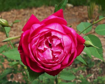 Louis Phillipe  Heirloom Rose Bush , Live Plant, Double Red Pink Flower - 6-8" Tall, 4" Pot