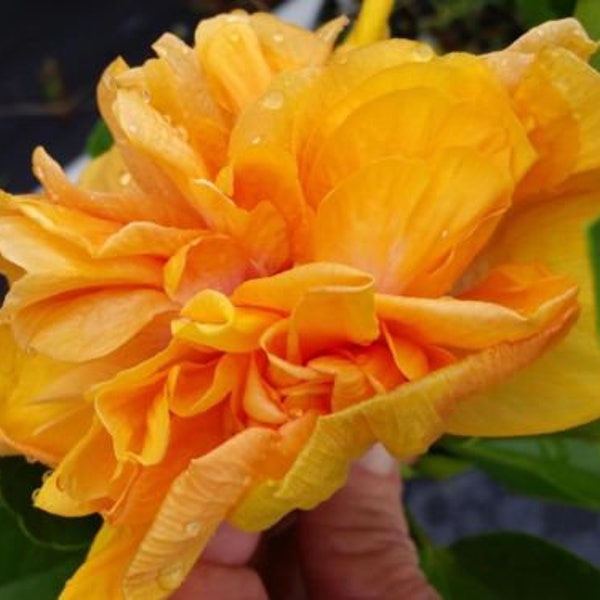 FAIRY MUSIC Tropical Hibiscus Plant Single Pale Yellow