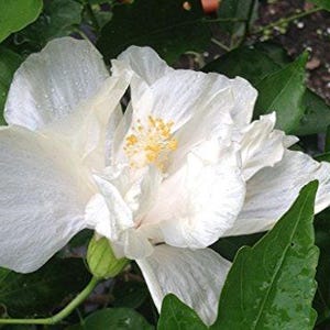 MARILYN Tropical Landscape Hibiscus Live Plant Rare Almost Pure White Loose Double Flower