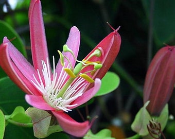 KEW GARDENS PINK Passion Flower Vine Live Plant Passiflora