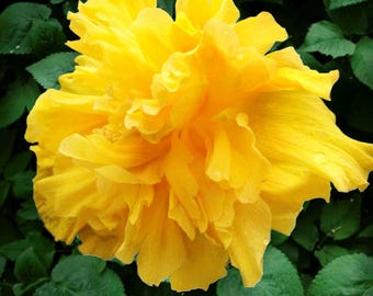 Hibiscus Plant - 'Double Delite' - Live Tropical Plant - Yellow Flower - Starter Size