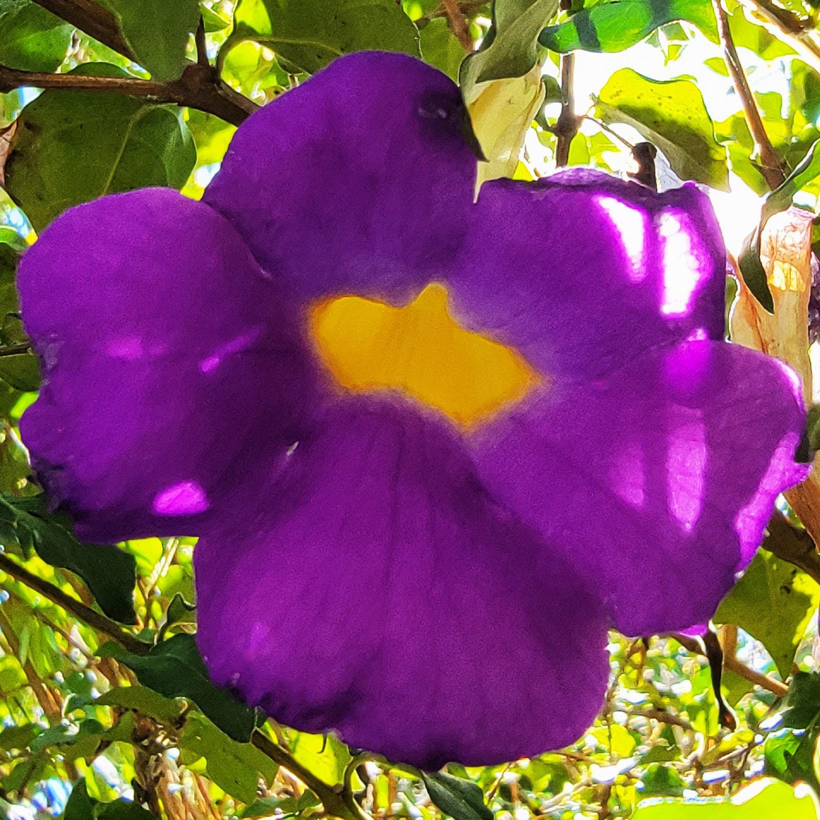 Thunbergia Erect Purple King's Mantle, Live Shrub Plant, 8-10