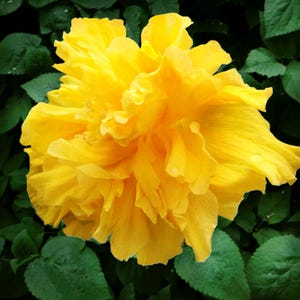 Hibiscus Plant - 'Double Delite' - Live Tropical Plant - Yellow Flower -6-8" Tall - 4" Pot