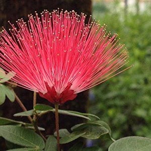 Powder Puff RED DWARF Flowering Shrub Plant  Attracts Hummingbirds Butterflies Starter Size