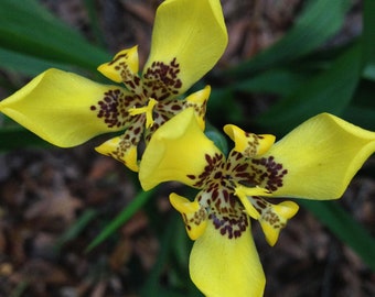 WALKING IRIS YELLOW Live Plant Water Garden Bog Border Trimezia steyermarkii