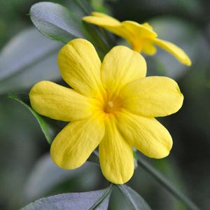 Jasmine PRIMROSE Mesnyi Live Plant Size Cascading Growth Habit Fragrant Yellow
