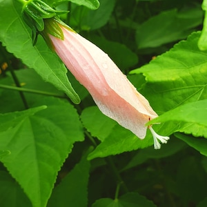 Turks Cap Sleeping Heirloom Hibiscus Live Plant Unusual Pink Bloom Starter Sz 4