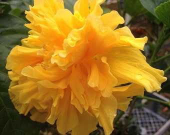 DELITE Double Yellow Flower Tropical Hibiscus Live Plant Landscape Type Starter Size