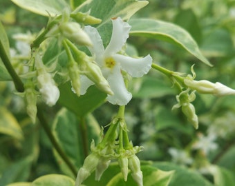 Jasmine VARIEGATED SOUTHERN Vine Live Plant Green White Leaves Fragrant Flowers Spring to Fall Starter Size 4 Inch Pot Emerald TM