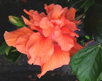 Jane Cowl, Collectors Heirloom Tropical Hibiscus Plant, Double Peach Orange Bloom  8-12" Tall