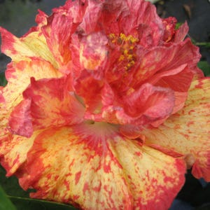 GOLDEN RAIN Fancy Exotic Tropical Hibiscus Live Plant Large Ruffled Double Coral Orange Yellow Flower