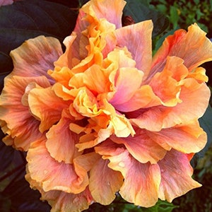 QUEEN of DREAMS Tropical Cajun Exotic Hibiscus Rare Double Fancy Peach Lavender