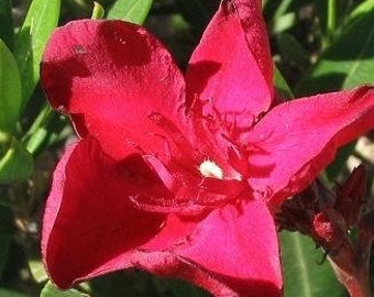 Oleander Nerium RED Live Semi-Tropical Plant Bright Red Flowers Salt Tolerant Starter Size