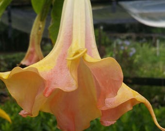 Brugmansia MANGO CRUSH Angels Trumpet Live Tropical Plant Single Dark Orange Bloom Starter Size