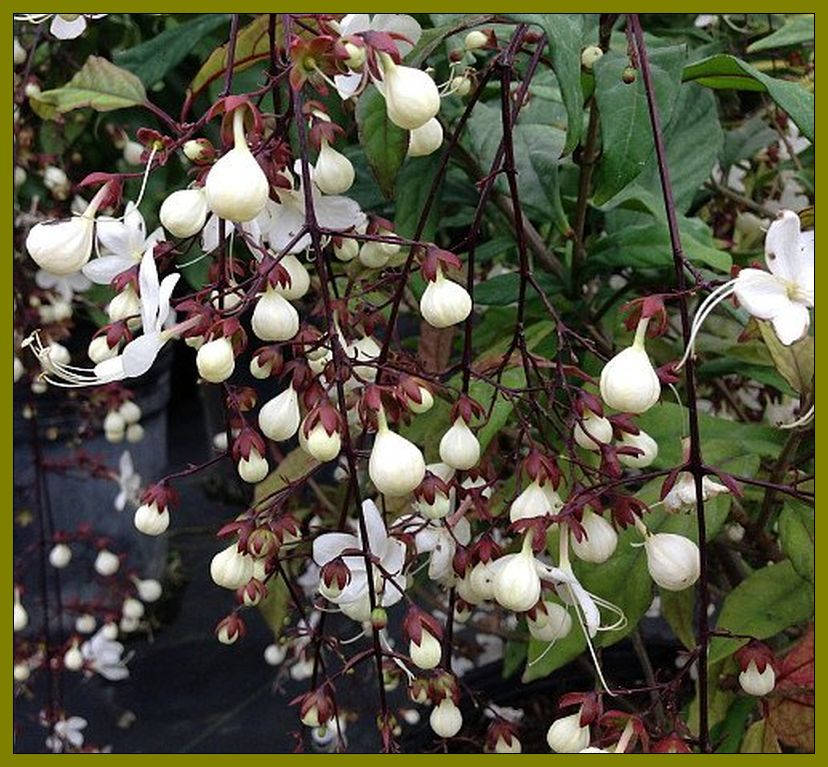 Clerodendrum Smithianum LIGHT BULBS Tropical Live Plant Chains Etsy