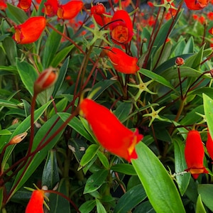 BOLIVIAN SUNSET Live Flowering Tropical Plant Orange Red Flower Shade Garden Attract Hummingbirds