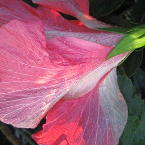 VERSICOLOR PINWHEEL Tropical Landscape Hibiscus Live Plant Heirloom Single Pink White Starter Size 4 Inch Pot Emerald TM image 3