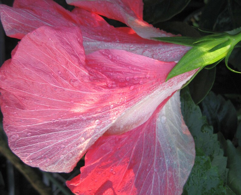 VERSICOLOR PINWHEEL Tropical Landscape Hibiscus Live Plant Heirloom Single Pink White Starter Size 4 Inch Pot Emerald TM image 3