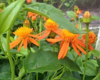 MEXICAN FLAME VINE Tropical Plant Unusual Yellow Orange Flower Bloom Attract Hummingbird Butterfly