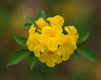 Golden Trumpet Tabebuia Live Tropical Tree, Yellow Spring Bloom, 8-10" Tall - 4" Pot