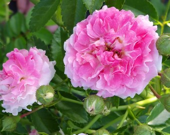 SEVEN SISTERS Old Garden Antique Heirloom Climbing Rambler Rose Bush