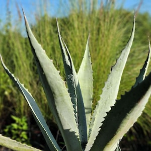 May include: Close-up of an agave plant with long, pointed, blue-green leaves. The leaves have sharp, serrated edges and a central spine. The background features blurred green foliage and a blue sky, creating a natural, outdoor scene.