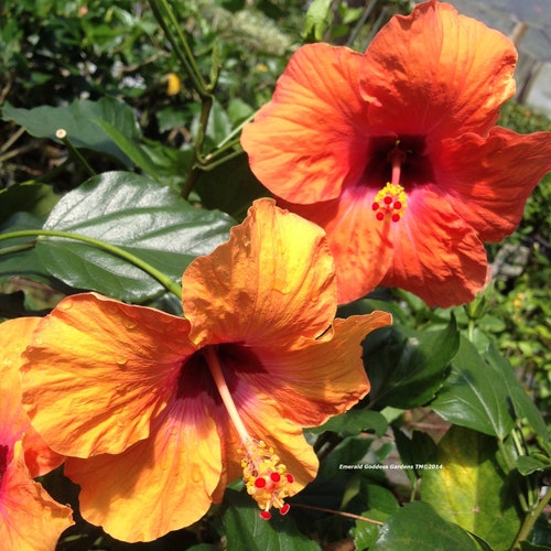 TANGERINE DREAM Tropical Hibiscus Live Plant Single Golden Etsy