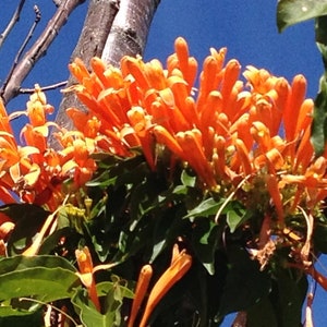 FLORIDA FLAME Flowering Tropical Vine Live Plant Prolific Bright Orange Spring Bloom Attracts Butterflies