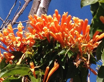 FLORIDA FLAME Flowering Tropical Vine Live Plant Prolific Bright Orange Spring Bloom Attracts Butterflies