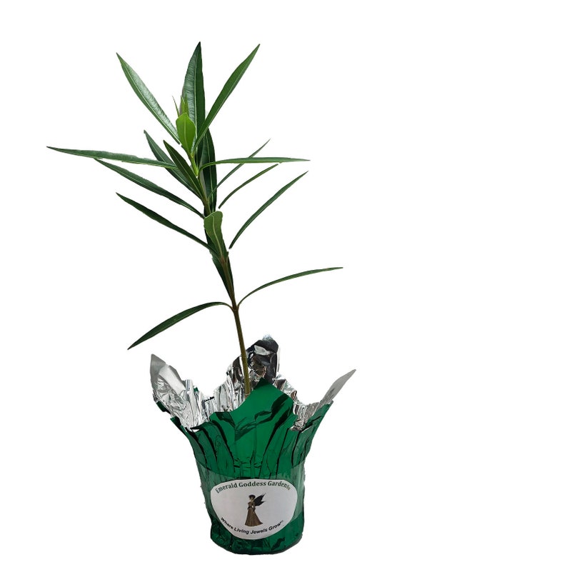 OLEANDER WHITE Semi-Tropical Live Plant Salt Tolerant Flowering Shrub Starter Size 4 Inch Pot Emerald TM