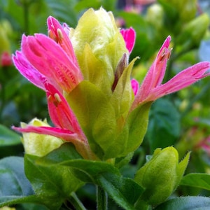 Shrimp FRUIT COCKTAIL Live Tropical Perennial Plant Unusual Flowers Attract Butterfly