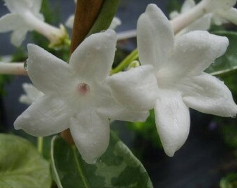 Stephanotis GREEN LEAVED Madagascar Brides Jasmine Live Vine Plant White Fragrant Flowers