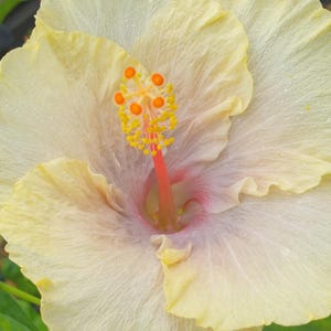 Hibiscus FAIRY MUSIC Exotic Fancy Tropical Plant Single Pale Yellow Lavender Flower afbeelding 2