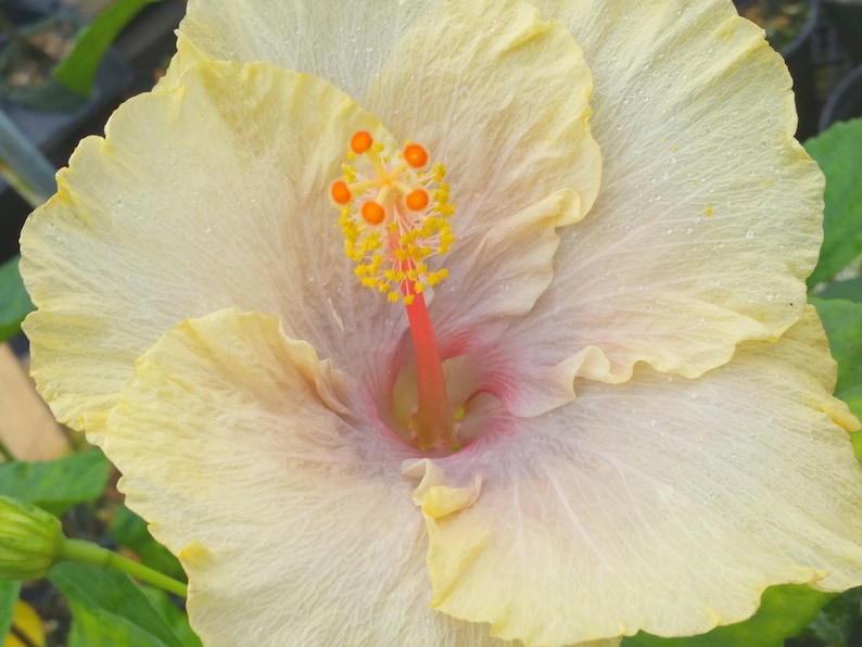 Hibiscus FAIRY MUSIC Exotic Fancy Tropical Plant Single Pale Yellow Lavender Flower afbeelding 2