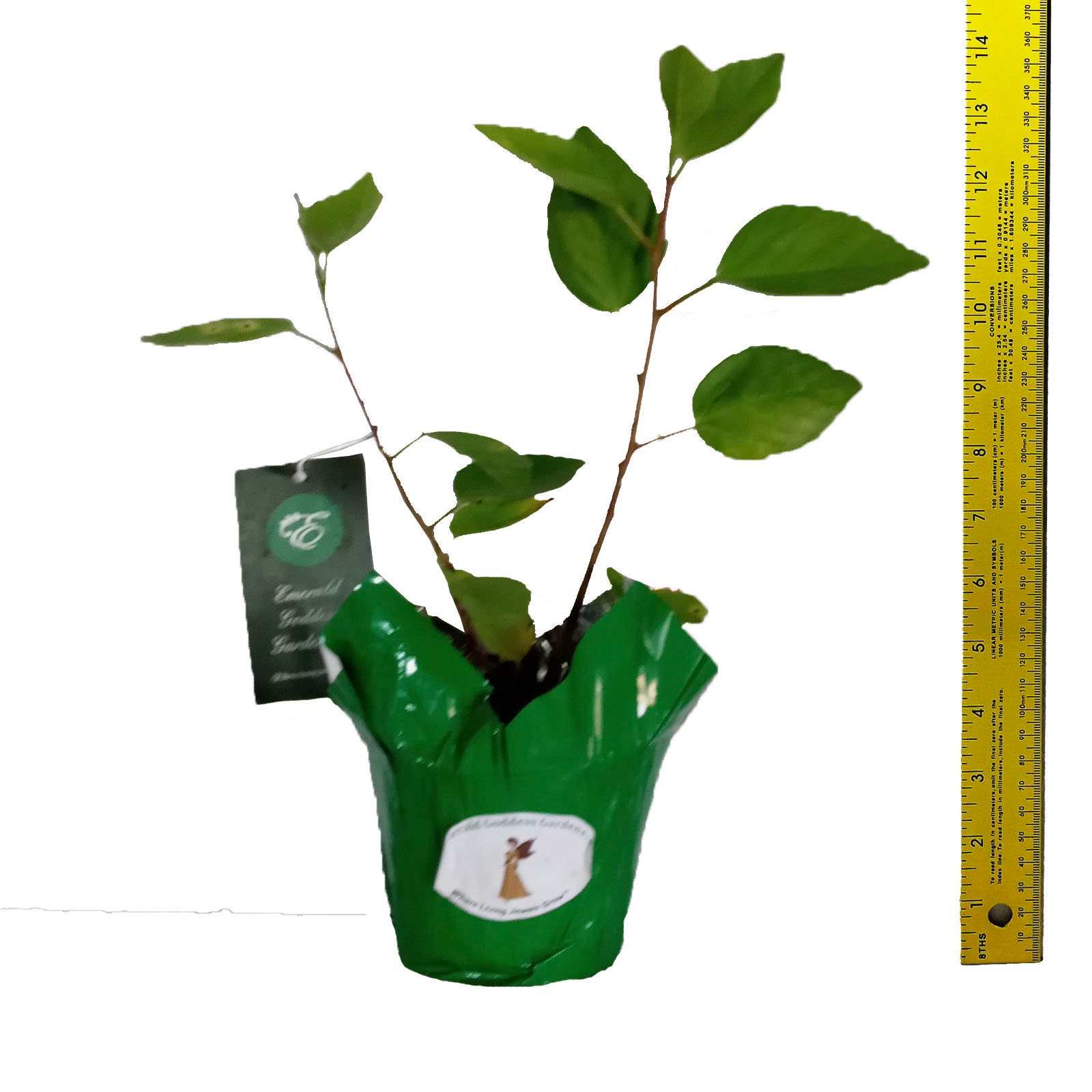 Sanibel Tropical Hibiscus Live Plant Large Golden Yellow Red Etsy