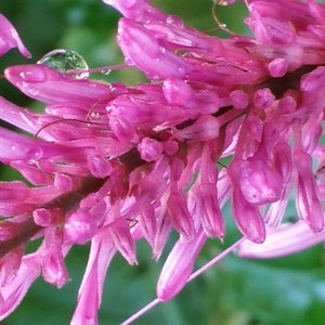 FIRESPIKE PURPLE Live Semi-Tropical Plant Shade Perennial Shrub Attracts Butterflies