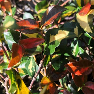Minima Jasmine Summer Sunset Tropical Rare Red Variegation Live Groundcover Plant Starter Size 4 Inch Pot
