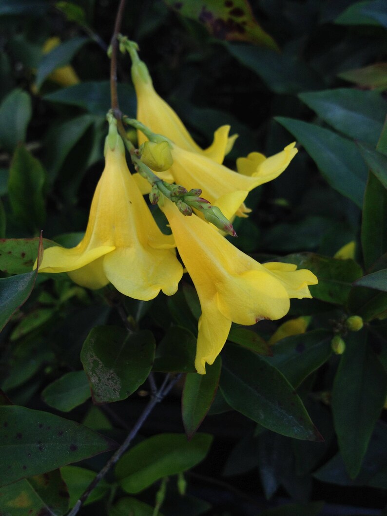 CAROLINA JASMINE Fragrant Swamp Jessamine Yellow Spring Etsy